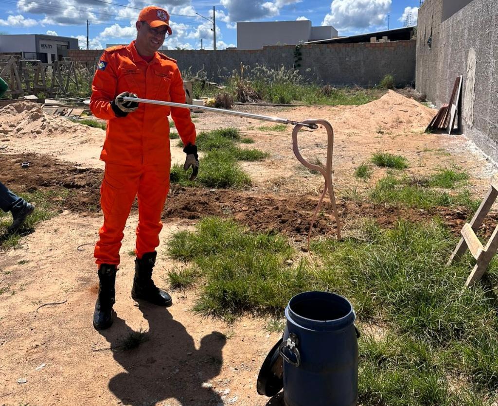Corpo de Bombeiros resgata tamanduá-mirim e cobras em áreas de risco em MT