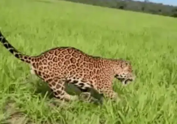 Fazendeiro é ‘escoltado’ por onça-pintada em lavoura de MT
