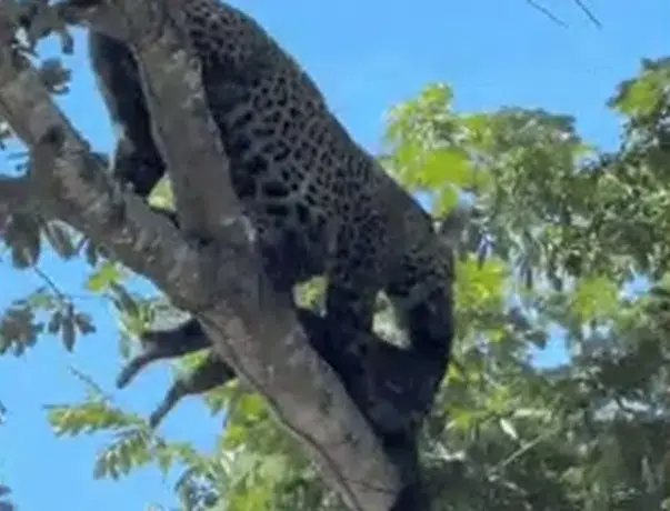 Onça-pintada mata e carrega filhote de jaguatirica pela boca no Pantanal de MT