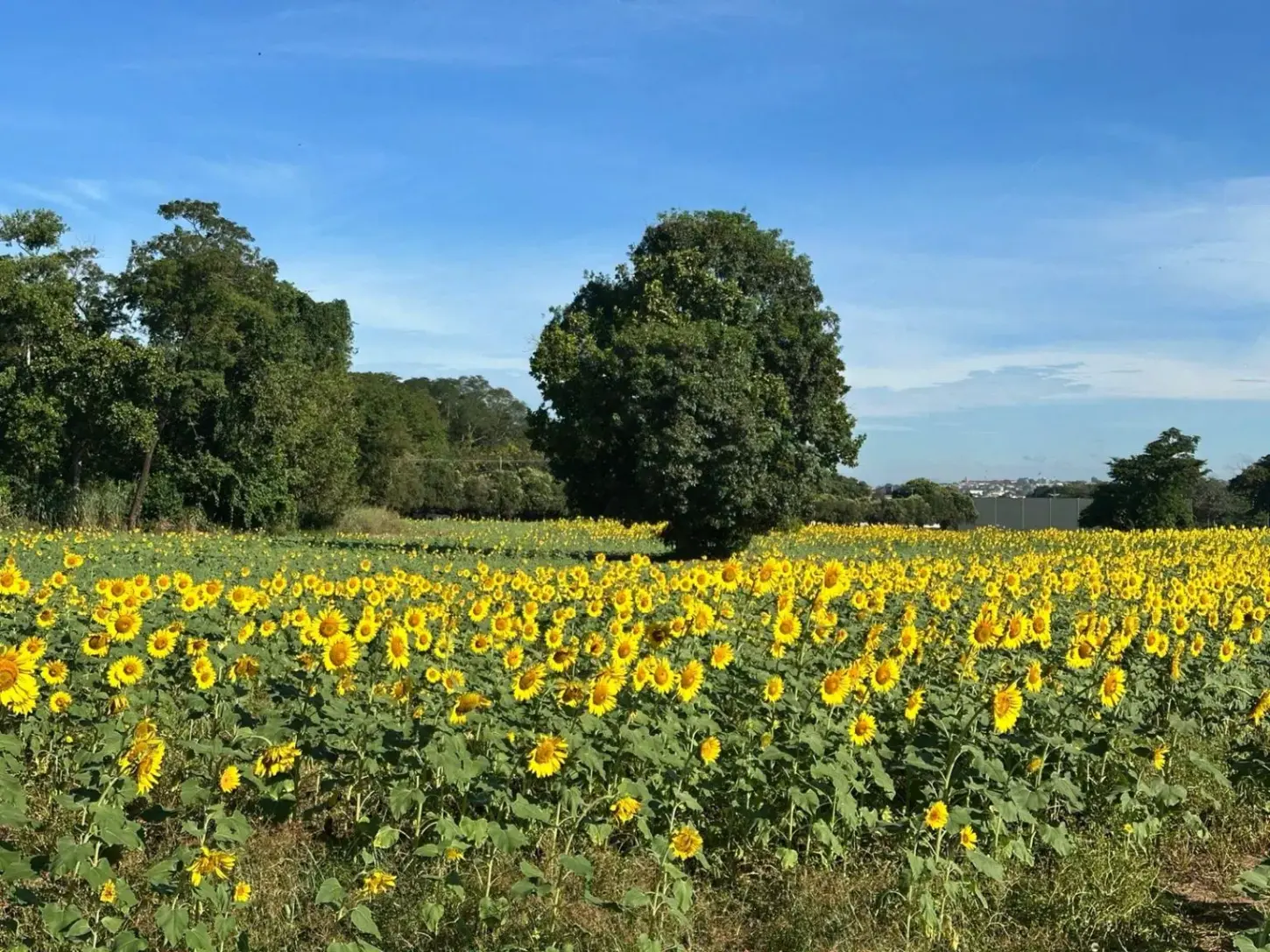 Temporada dos girassóis transforma Rondonópolis em espetáculo e impulsiona turismo