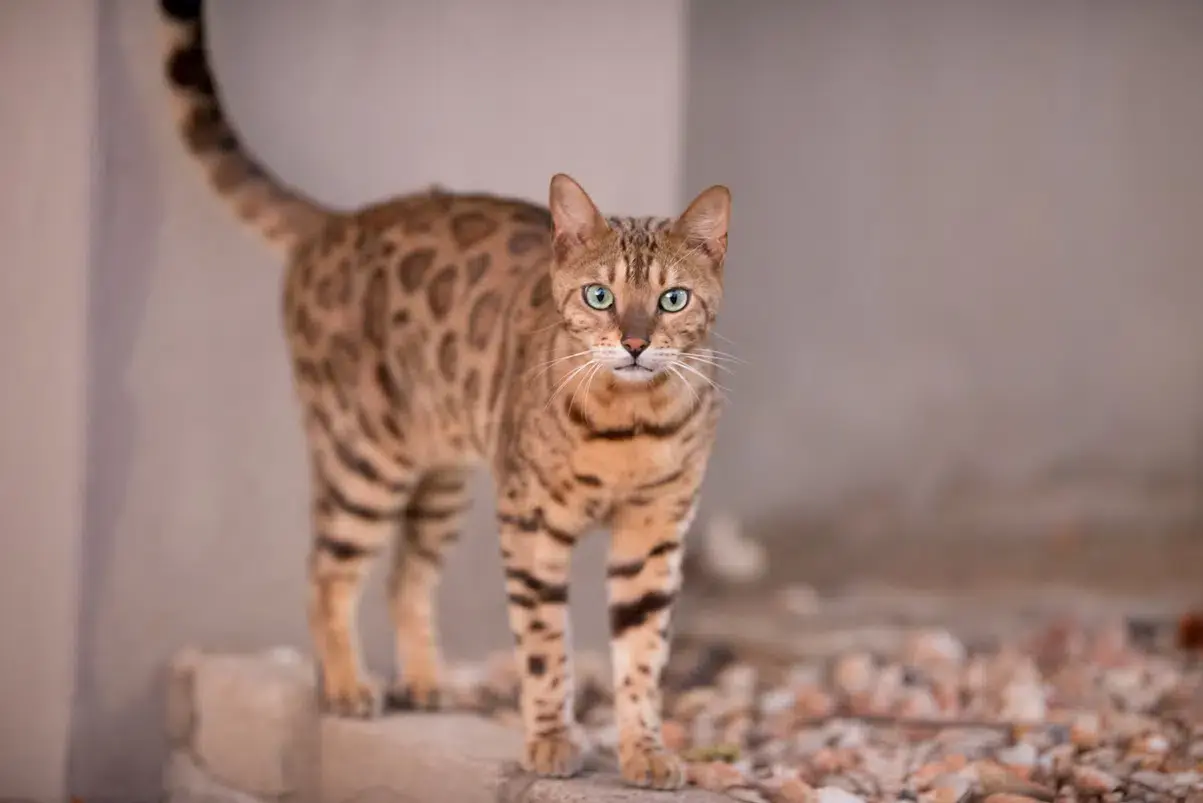Tutora é alvo da Justiça após gato que se parece com jaguatirica invadir casa de vizinha em Rondonópolis