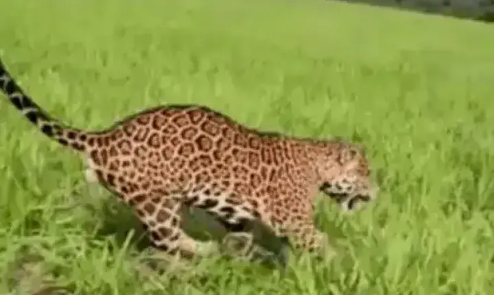 Fazendeiro é ‘escoltado’ por onça-pintada em lavoura de MT