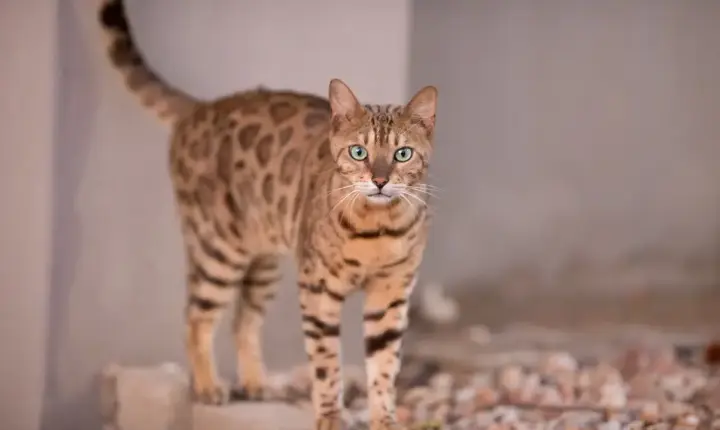 Tutora é alvo da Justiça após gato que se parece com jaguatirica invadir casa de vizinha em Rondonópolis